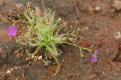 Drosera indica